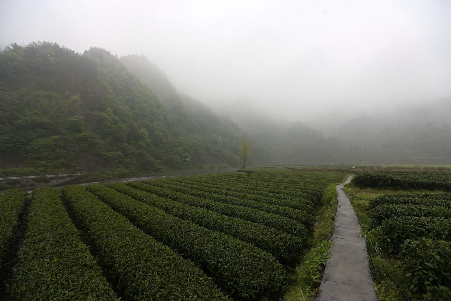 農(nóng)行重慶秀山支行通過公司、基地、農(nóng)戶支持當(dāng)?shù)剞r(nóng)民走上脫民致富